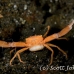crab_coral_crowned_bb_h_1651_alo3750.jpg